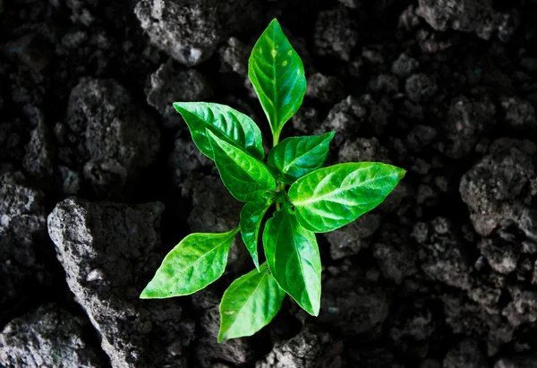 Plant background — Stock Photo, Image