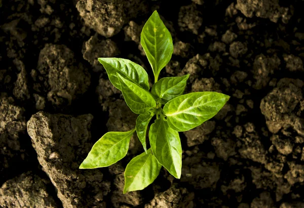 Dry soil and young plant — Stock Photo, Image
