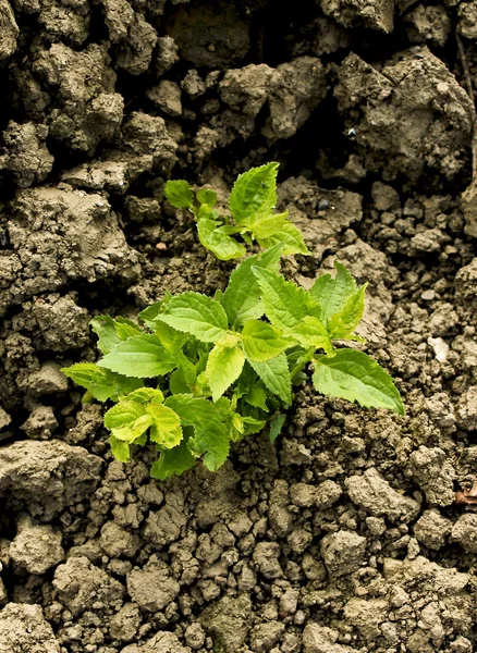 Green plant growing trough dry soil — Stock Photo, Image
