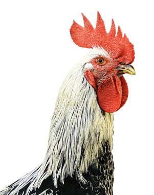 Isolated Cock clipart