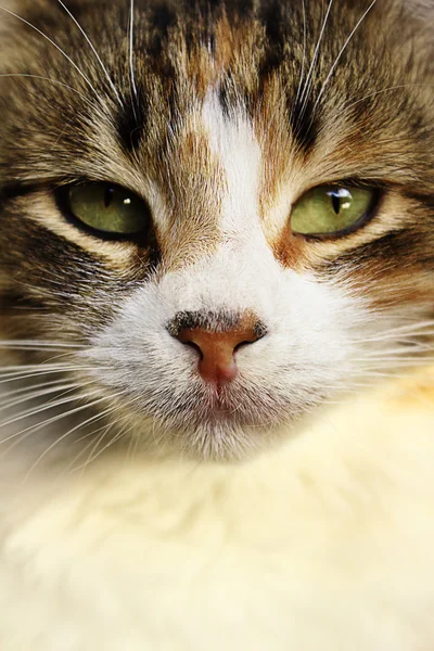 Cara de gato de cerca —  Fotos de Stock
