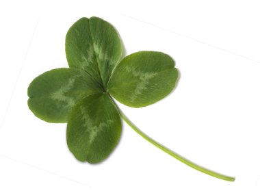 Four leaved clover clipart