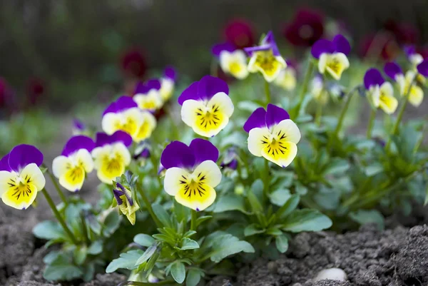 Yellow and purple violets — Stock Photo, Image