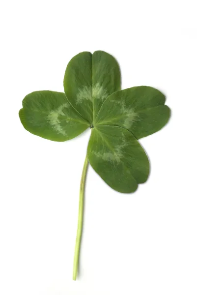 stock image Four leaved clover