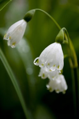 Vadideki Lilly