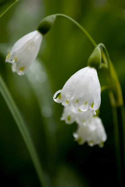 stock image Lilly of the valley