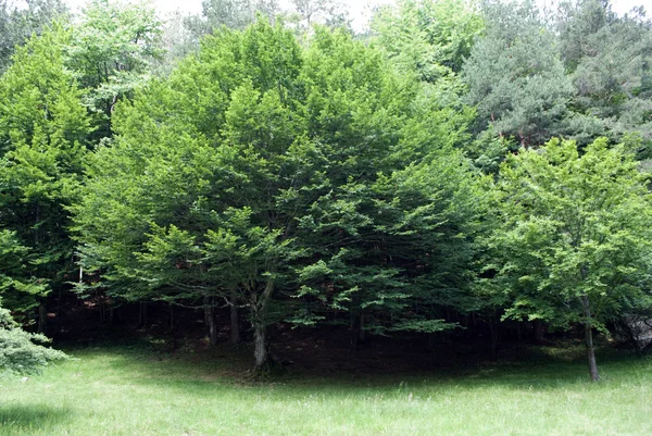 Zelené stromy — Stock fotografie