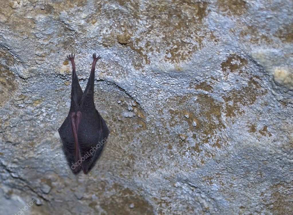 Fledermaus in einer Höhle — Stockfoto © Dessie_bg #5601980 Biology Diagrams