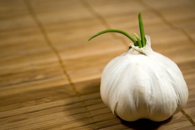 Sprouting garlic clipart