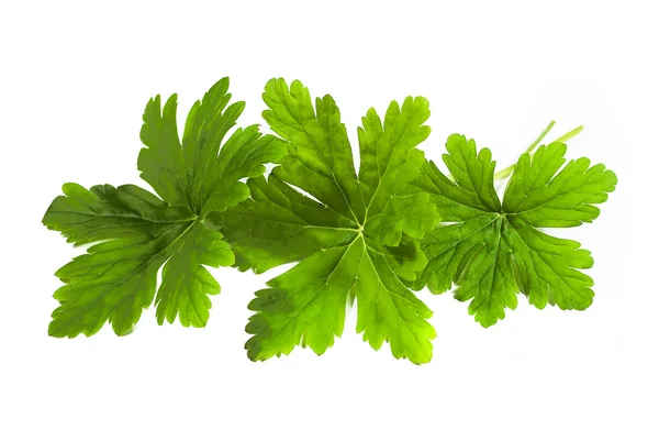 Geranium leaves — Stock Photo, Image
