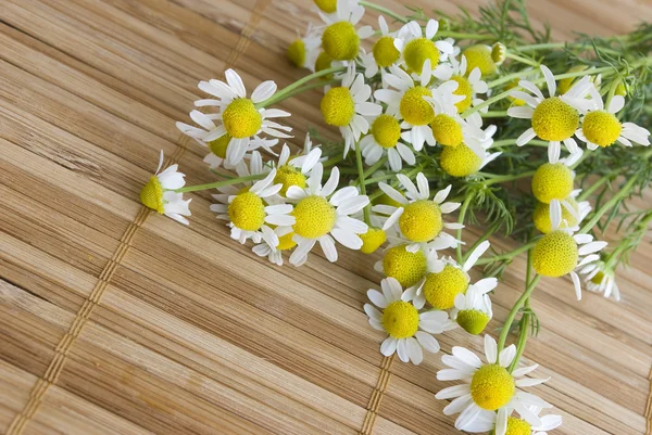 stock image Chamomile