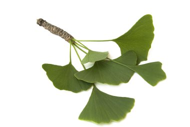 Ginkgo biloba