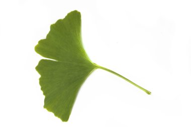 Ginkgo biloba