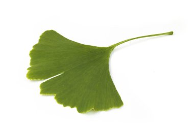 Ginkgo biloba