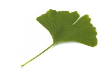 Ginkgo biloba