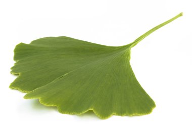 Ginkgo biloba