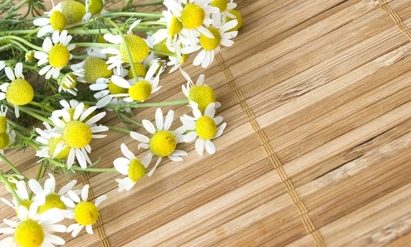 stock image Chamomile