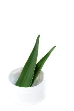 aloe vera yaprağı ve krem