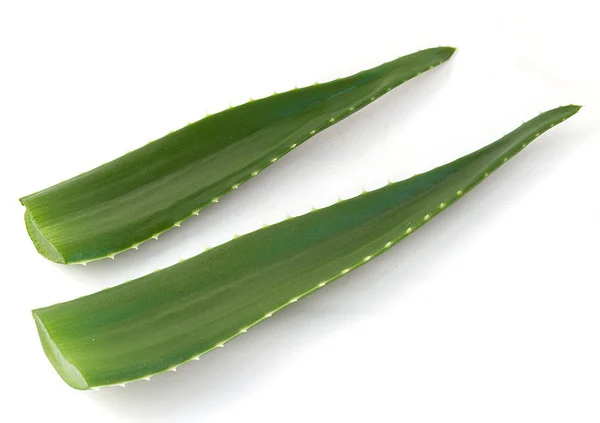 Liści aloe vera — Zdjęcie stockowe