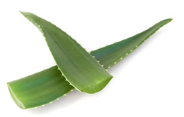 Aloe vera leaves — Stock Photo, Image
