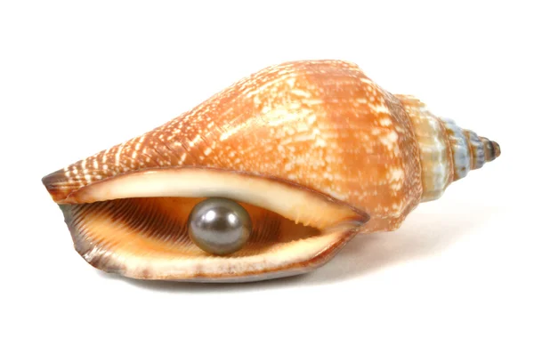 Seashell inci ile — Stok fotoğraf