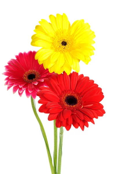 Gerber virágok — Stock Fotó