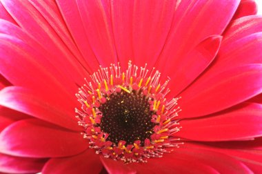 pembe gerbera