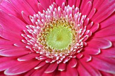 pembe gerbera