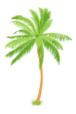 tropikal palmiye
