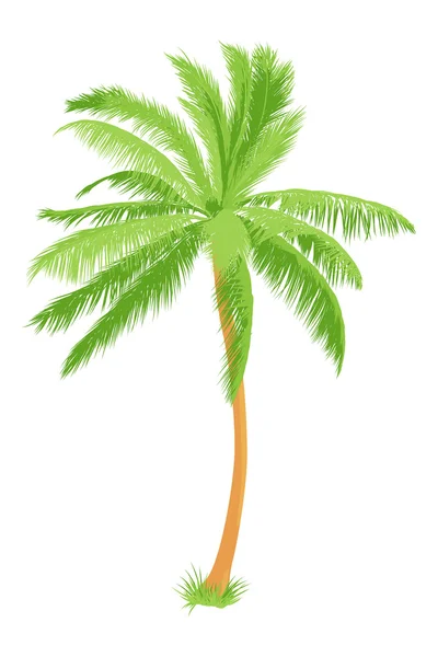 Palma tropicale — Vettoriale Stock