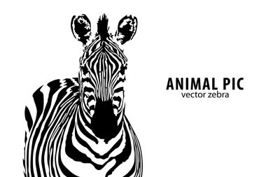 Vector Zebra clipart