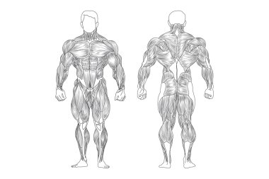 Male Muscles clipart