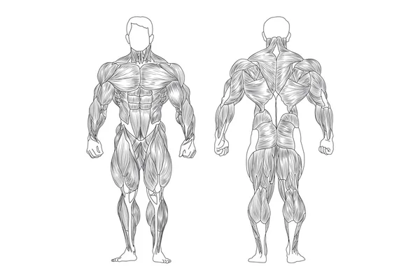Männliche Muskeln — Stockvektor