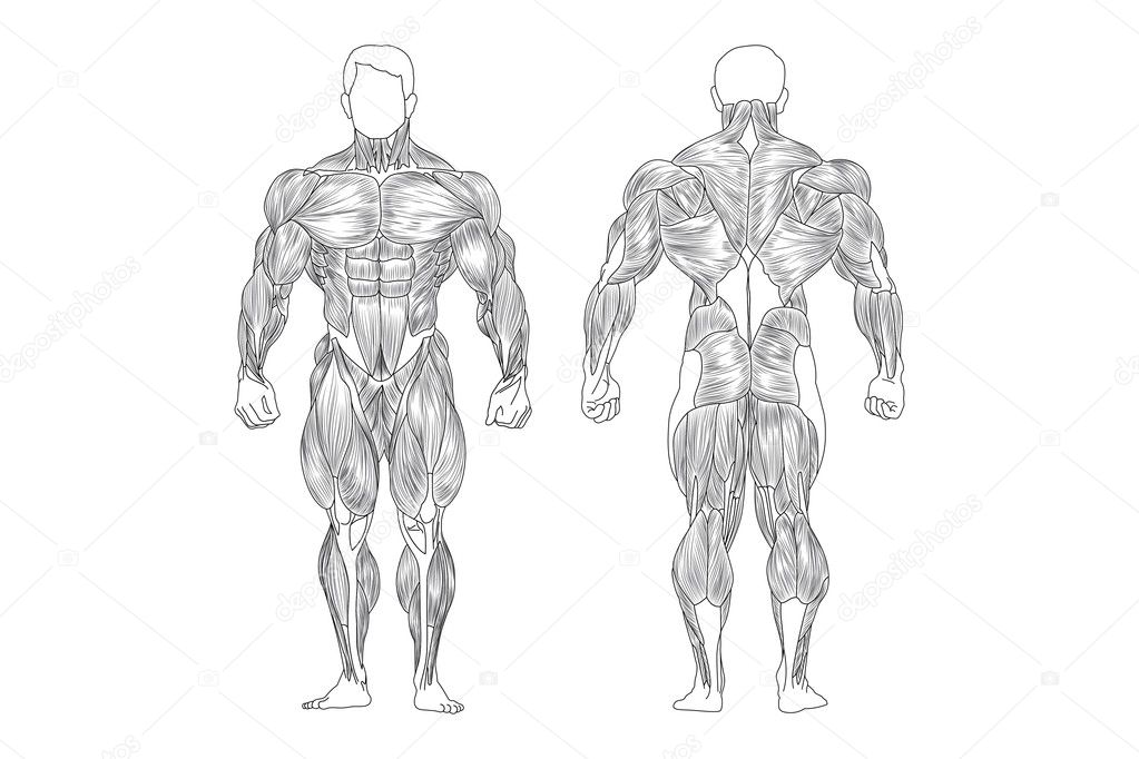 Male Muscles