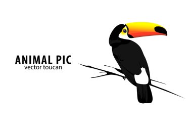 Toucan clipart