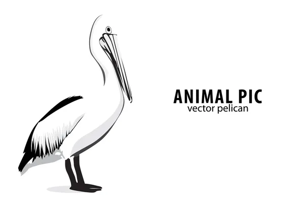 Pelikan — Stockvektor