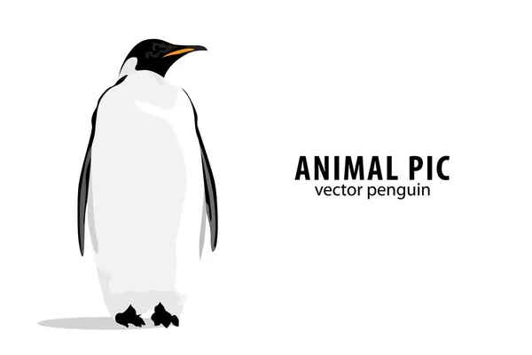 Pinguin — Stok Vektör