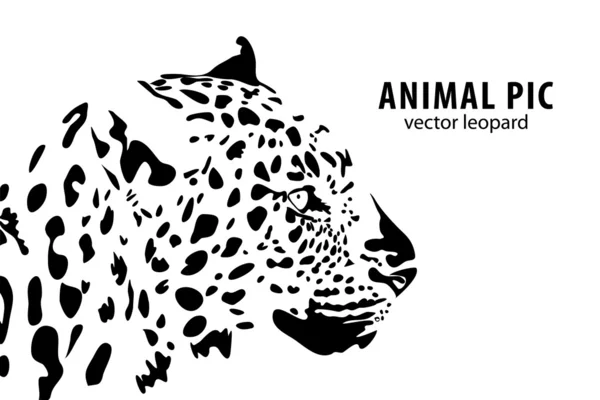 Leopardo —  Vetores de Stock
