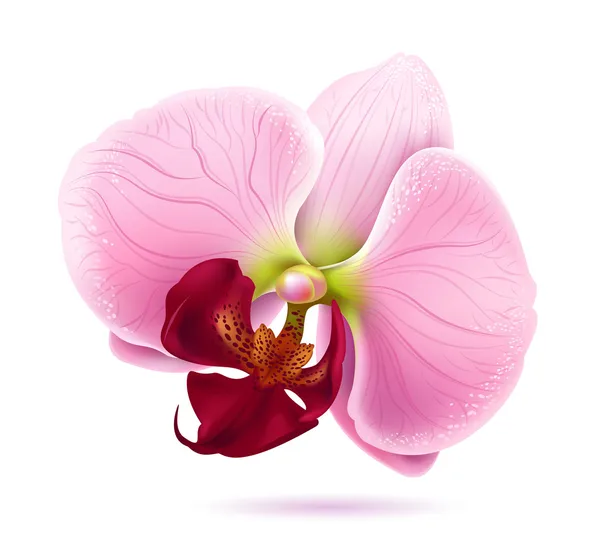 Fiore orchidea vettoriale — Vettoriale Stock