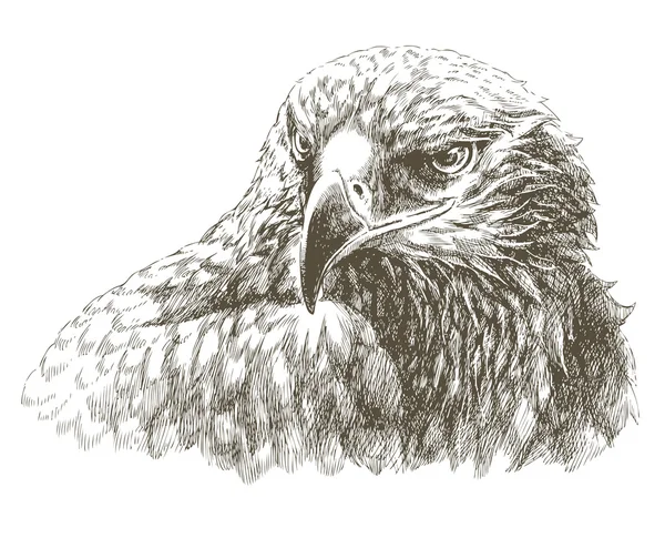 Arte del águila — Archivo Imágenes Vectoriales