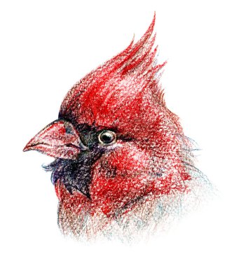 Bird pencil drawing art clipart