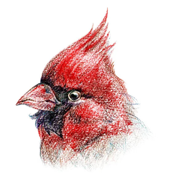 Fågel blyertsteckning konst — Stockfoto