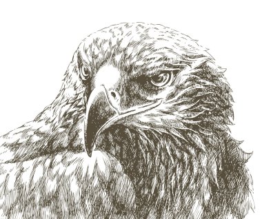 Eagle head isolated line art clipart