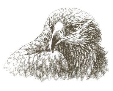 Eagle art clipart