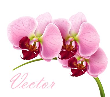 Vector orchid flower greeting card
