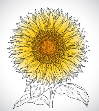 Sunflower drawing clipart