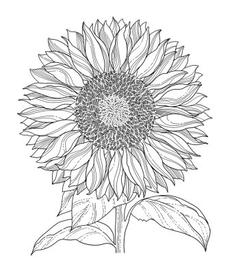 Sunflower drawing