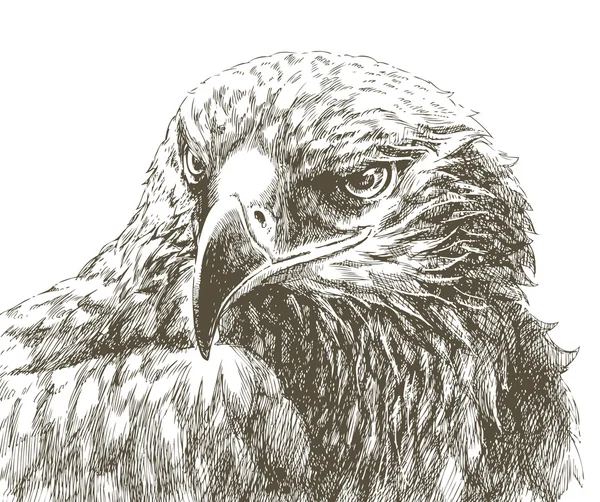 Eagle head isolated line art — Stock Vector
