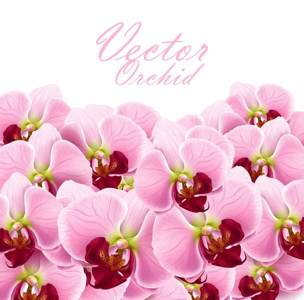 Vector orquídea flores tarjeta de felicitación fondo — Vector de stock