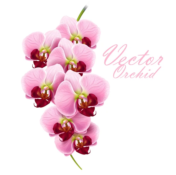 Vector orchid flower — Stock Vector